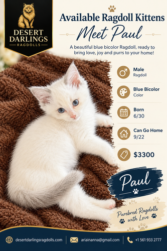 Available Ragdoll Kittens – Meet Paul, Blue Bicolor Male