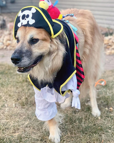 pet halloween costumes 19 652fe2a4e3c8f 700.jpg