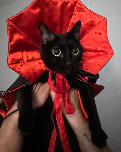 pet halloween costumes 61 65313daae6084 700.jpg