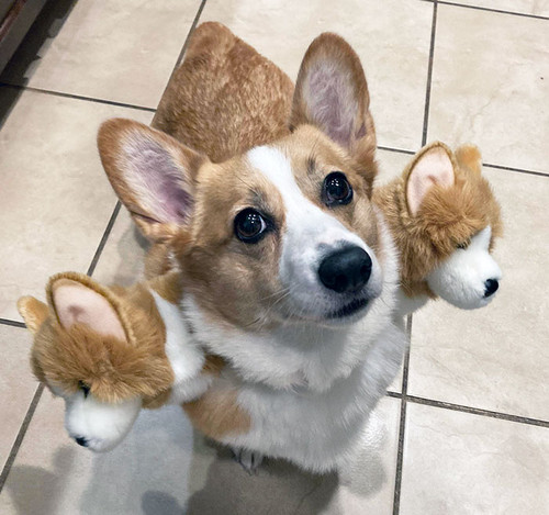 pet halloween costumes 5 652f96a7dd95c 700.jpg