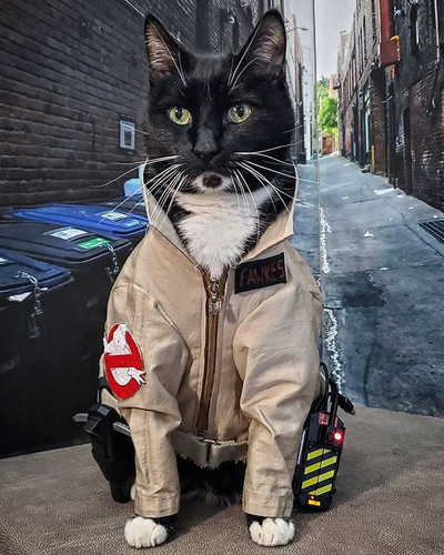 pet halloween costumes 21 652fe882dc551 700.jpg