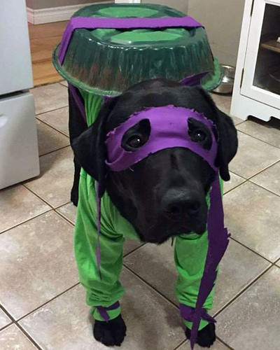 pet halloween costumes 70 65322f080e242 700.jpg