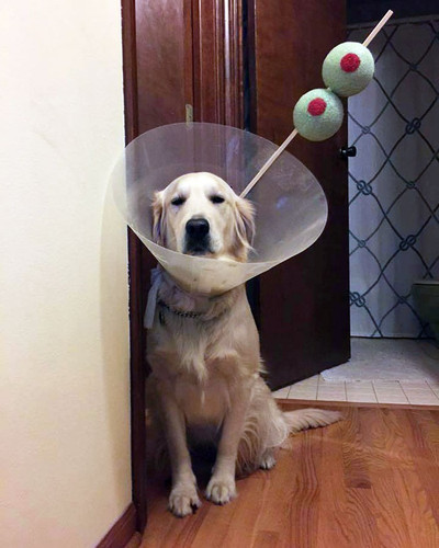 pet halloween costumes 72 653230c1bb033 700.jpg