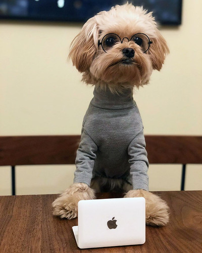 pet halloween costumes 74 653232e4b4968 700.jpg