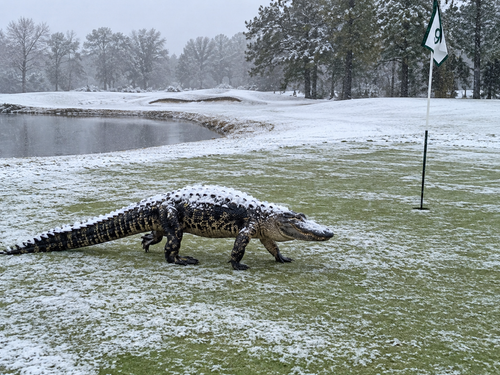 Snowy Alligator on the Ninth Green.2