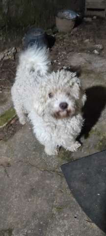 mascota.jpg