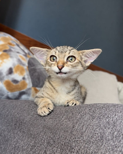 Gatinho Herbie no sof cinza 6ac4277c4d4c3 png 700.jpg
