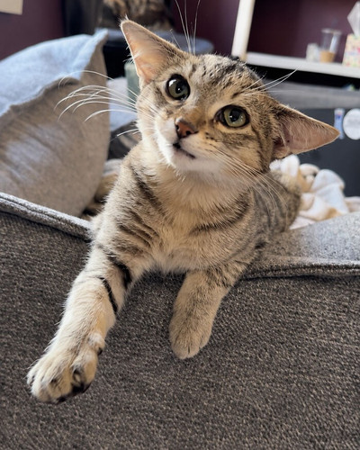 Gatinho curioso no sof 6ac427794059a png 700.jpg
