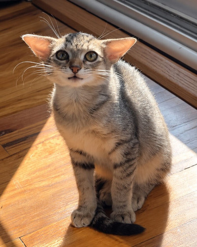 Gato tigrado ao sol junto porta 6ac427852b7c3 png 700.jpg