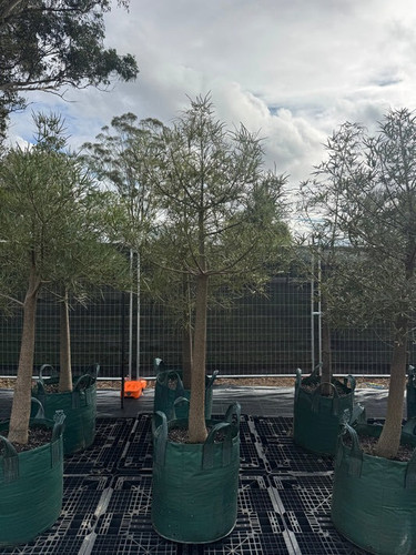 Feature Trees & Plants in Pots | Sydney Delivery.1