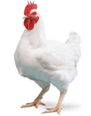 Chicken Live.2