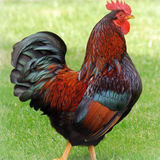 Nati Chicken ive.2
