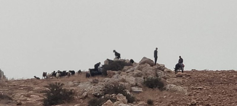 صورة الخبر