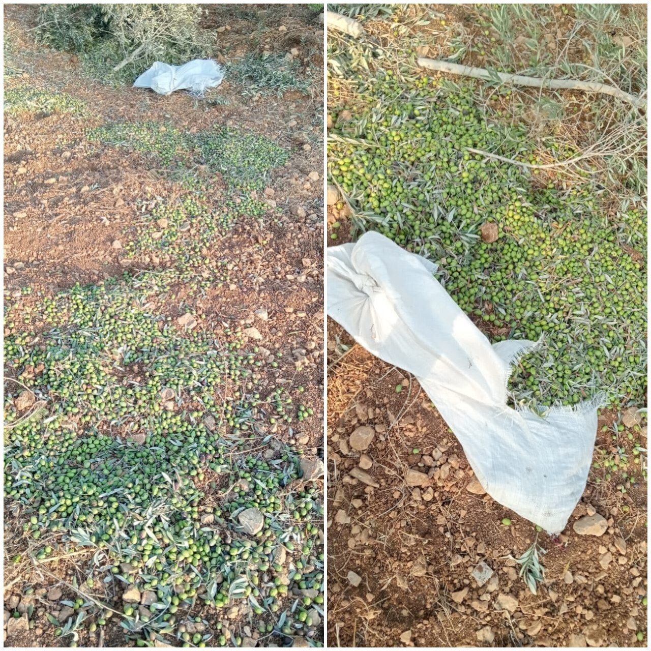 صورة الخبر