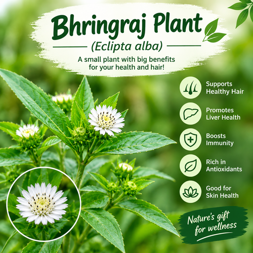 The Natural Beauty Herb is from| Bhringraj Plant.png