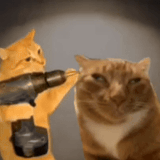15738766715898530083.gif
