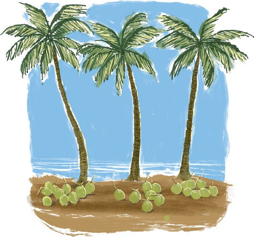 coconut trees.jpg