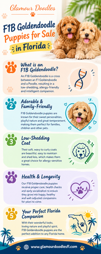 F1B Goldendoodle Puppies in Florida for Loving Families.png