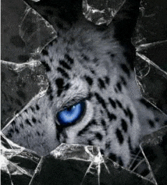 1.gif