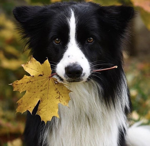(12) Border Collie Pictures.jpg