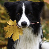 (12) Border Collie Pictures