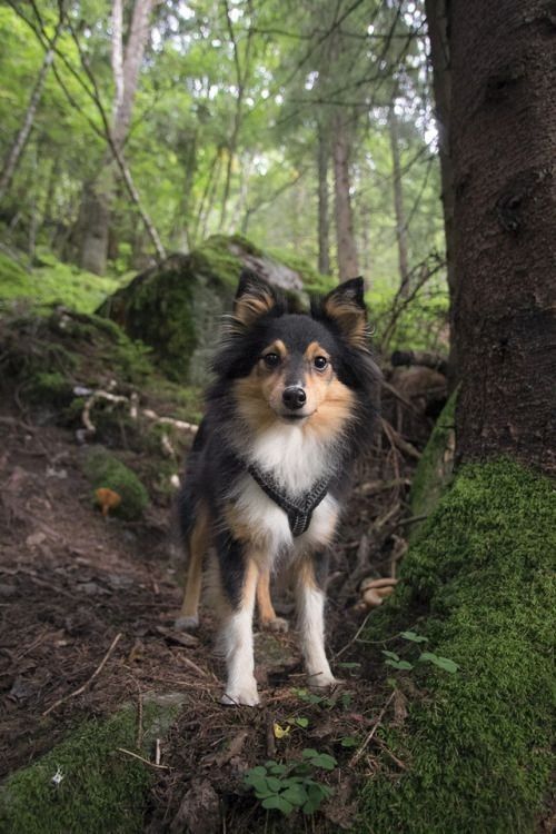 (7) Border Collie Pictures.jpg