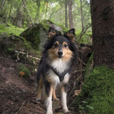 (7) Border Collie Pictures
