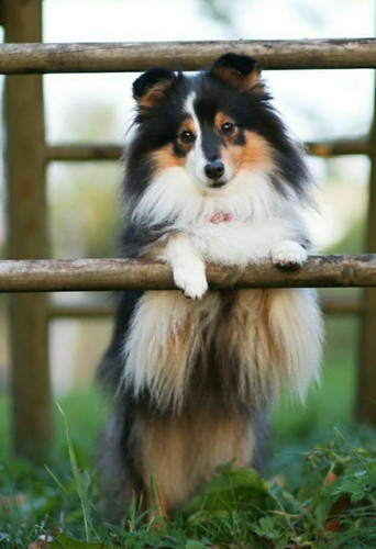 (8) Border Collie Pictures.jpg