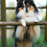 (8) Border Collie Pictures
