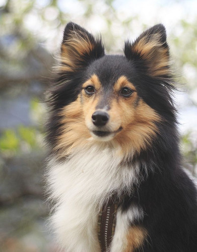 (13) Border Collie Pictures.jpg