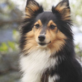 (13) Border Collie Pictures