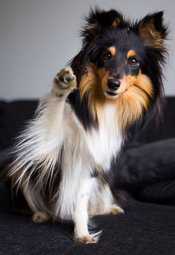 (14) Border Collie Pictures.jpg