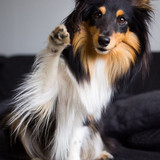 (14) Border Collie Pictures