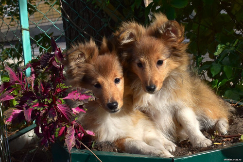 (3) Border Collie Pictures.jpg