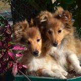 (3) Border Collie Pictures