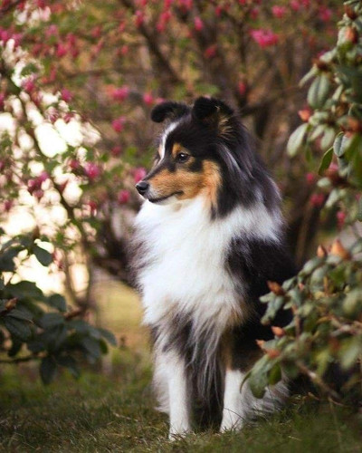 (15) Border Collie Pictures.jpg