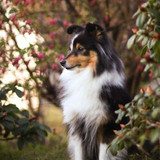 (15) Border Collie Pictures