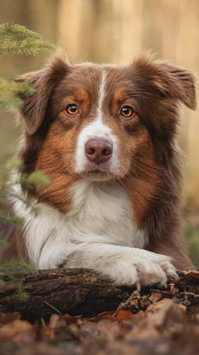 (19) Border Collie Pictures.jpg