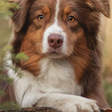 (19) Border Collie Pictures