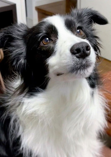 (21) Border Collie Pictures.jpg