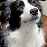 (21) Border Collie Pictures