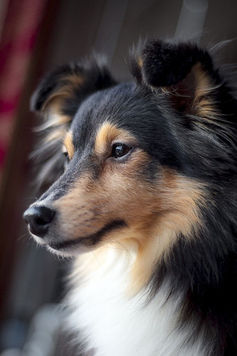 (6) Border Collie Pictures.jpg