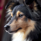 (6) Border Collie Pictures
