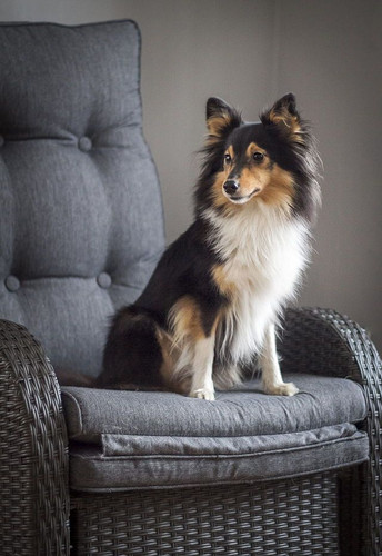 (5) Border Collie Pictures.jpg