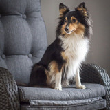 (5) Border Collie Pictures