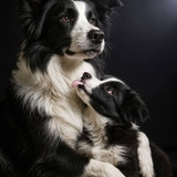 (16) Border Collie Pictures