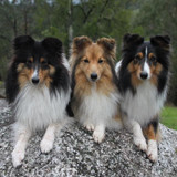 (32) Border Collie Pictures