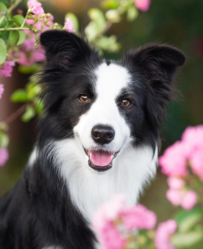 (9) Border Collie Pictures.jpg
