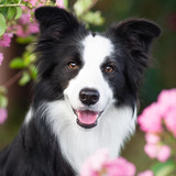 (9) Border Collie Pictures