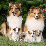 (10) Border Collie Pictures
